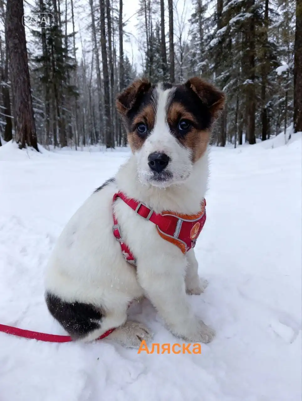 Щенки породы Север и Аляска для охраны - Собаки (Животные) в Красноярск