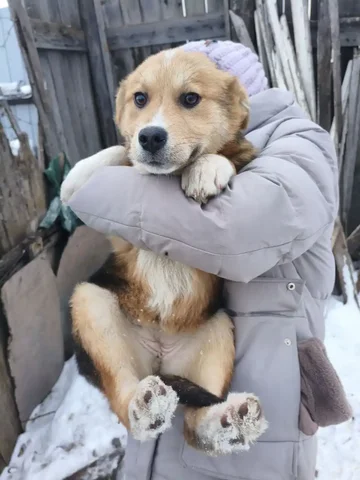 Ласковая ФЕНЕЧКА ищет дом - Корма для животных в Красноярск