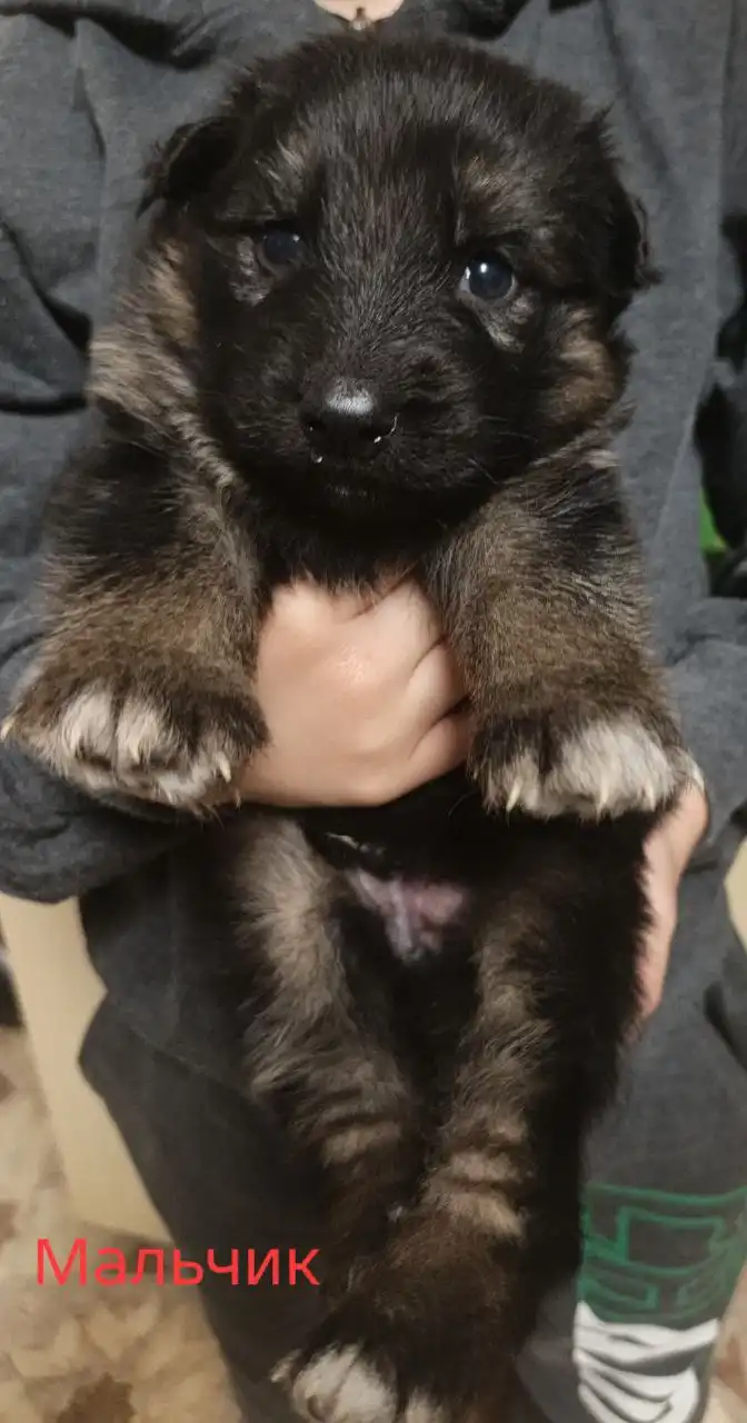 Продажа щенков немецкой овчарки - Собаки (Животные) в Красноярск