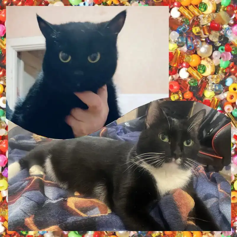 Срочное пристраивание кошечки и котика - Кошки (Животные) в Красноярск