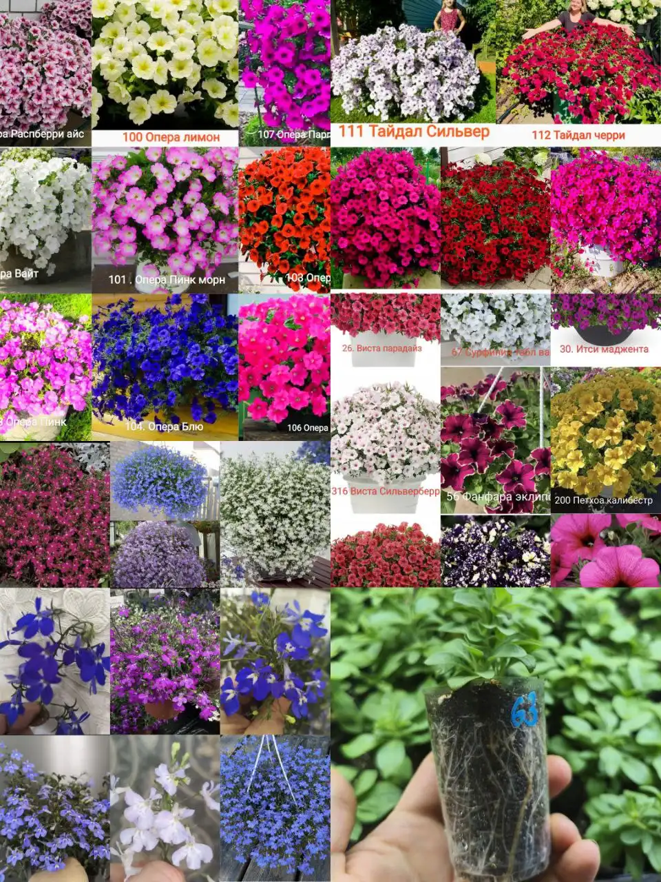 Продажа черенков цветов в Красноярске - Растения (Хобби и отдых) в Красноярск