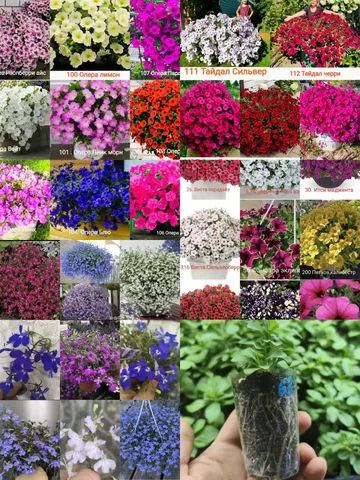 Продажа черенков цветов в Красноярске - Велосипеды в Красноярск