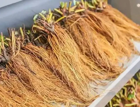 Клубника Фриго оптом и в розницу - Сноуборд в Иркутск