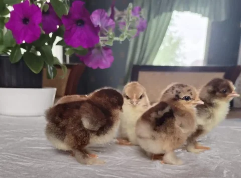 Продажа котят породы Кох карлик - Кошки в Красноярск