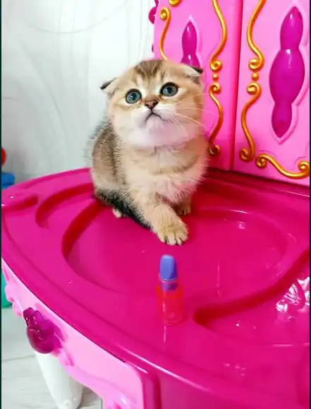 Отдам бесплатно кошку вислоухую золотую шиншиллу - Кошки (Животные) в Красноярск