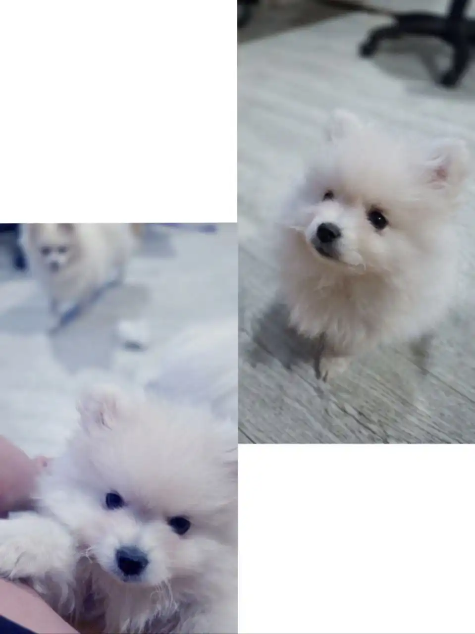 Продается щеночек шпица к 14 февраля - Собаки (Животные) в Красноярск