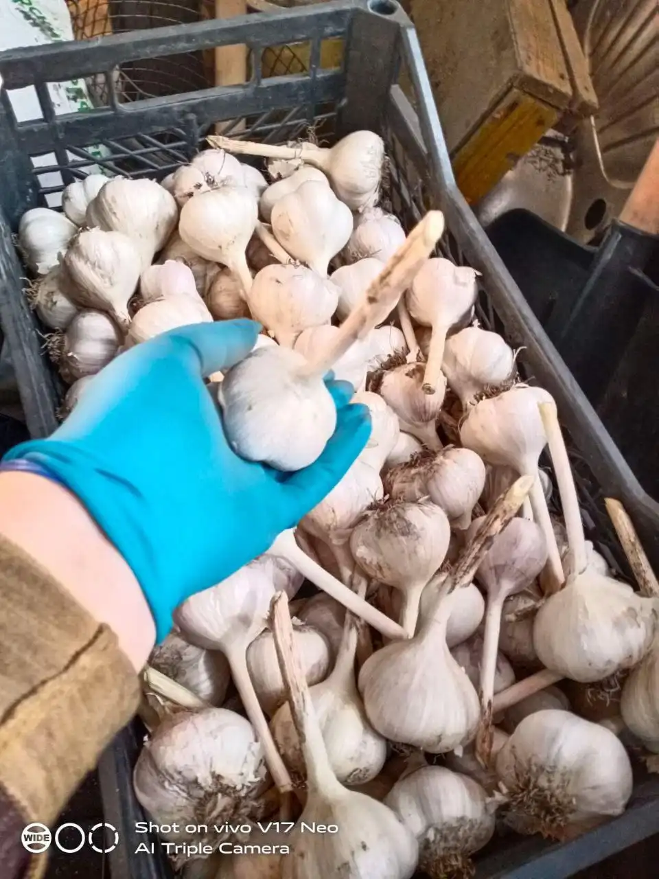 Продажа домашних солений и чеснока - Продукты питания (Барахолка) в Березовка