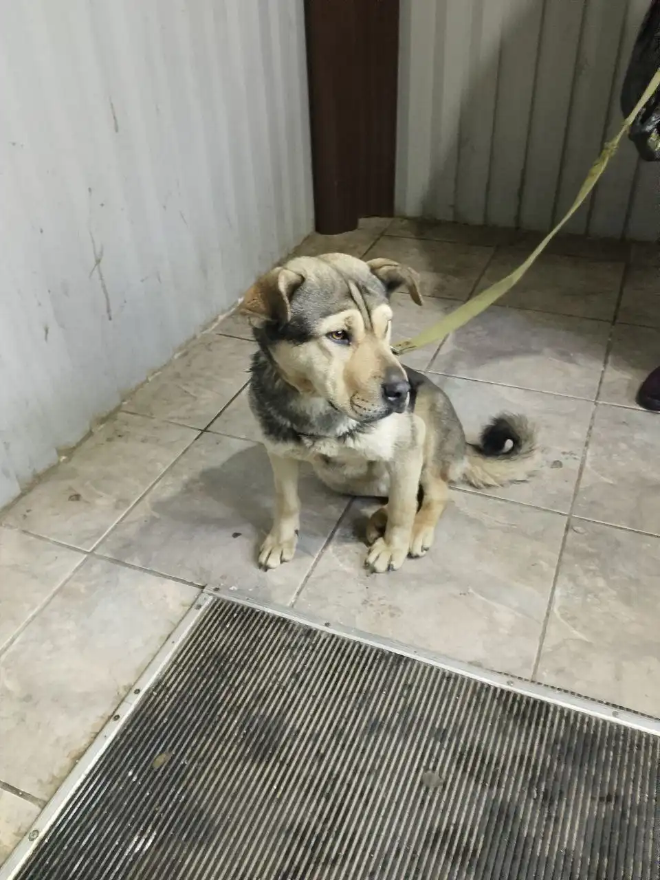 Ищу дом для собаки в Канске - Собаки (Животные) в Канск