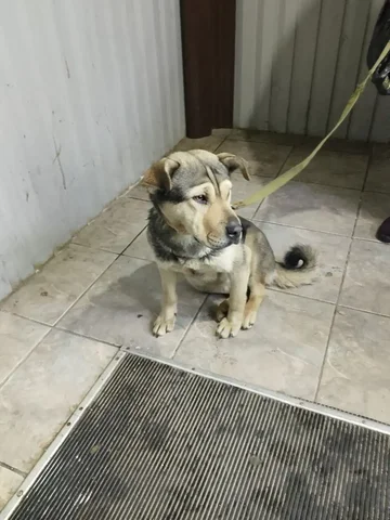 Ищу дом для собаки в Канске - Собаки в Канск