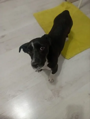 БИМКА ищет дом - Животные в Красноярск