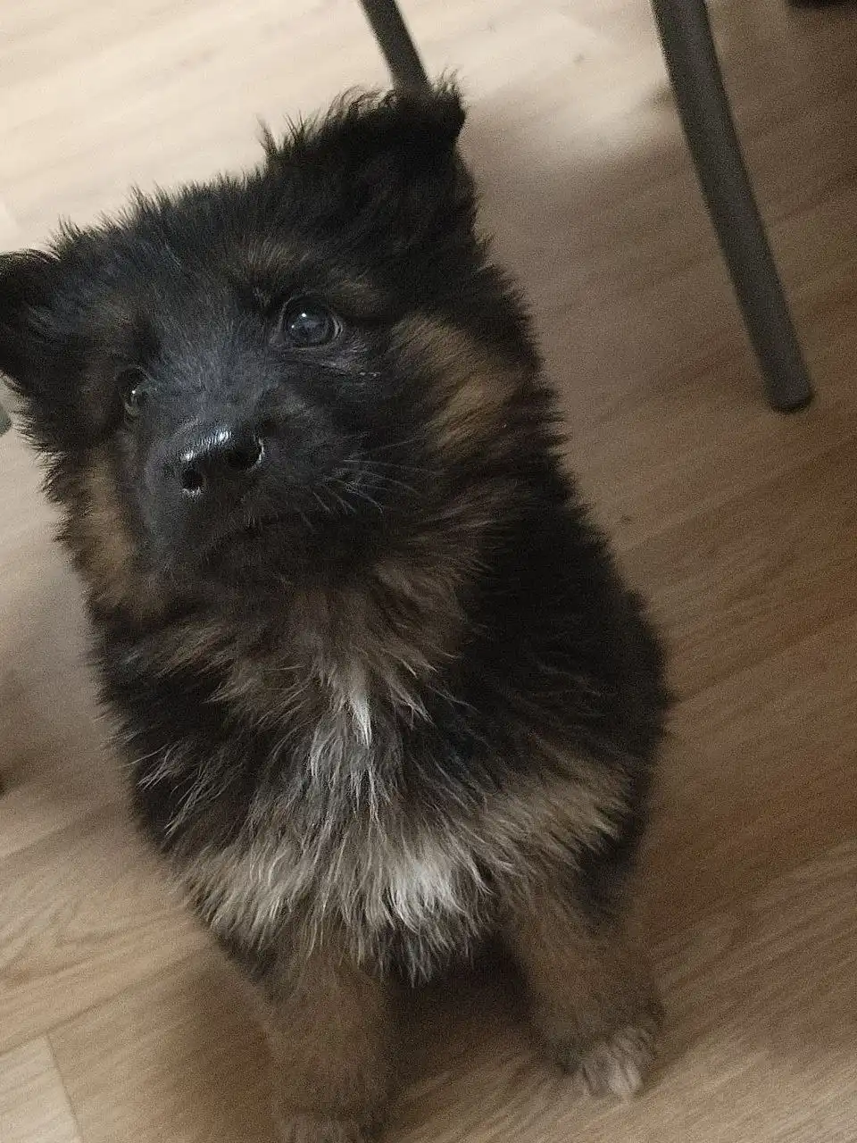 Продажа щенка немецкой овчарки - Собаки (Животные) в Красноярск