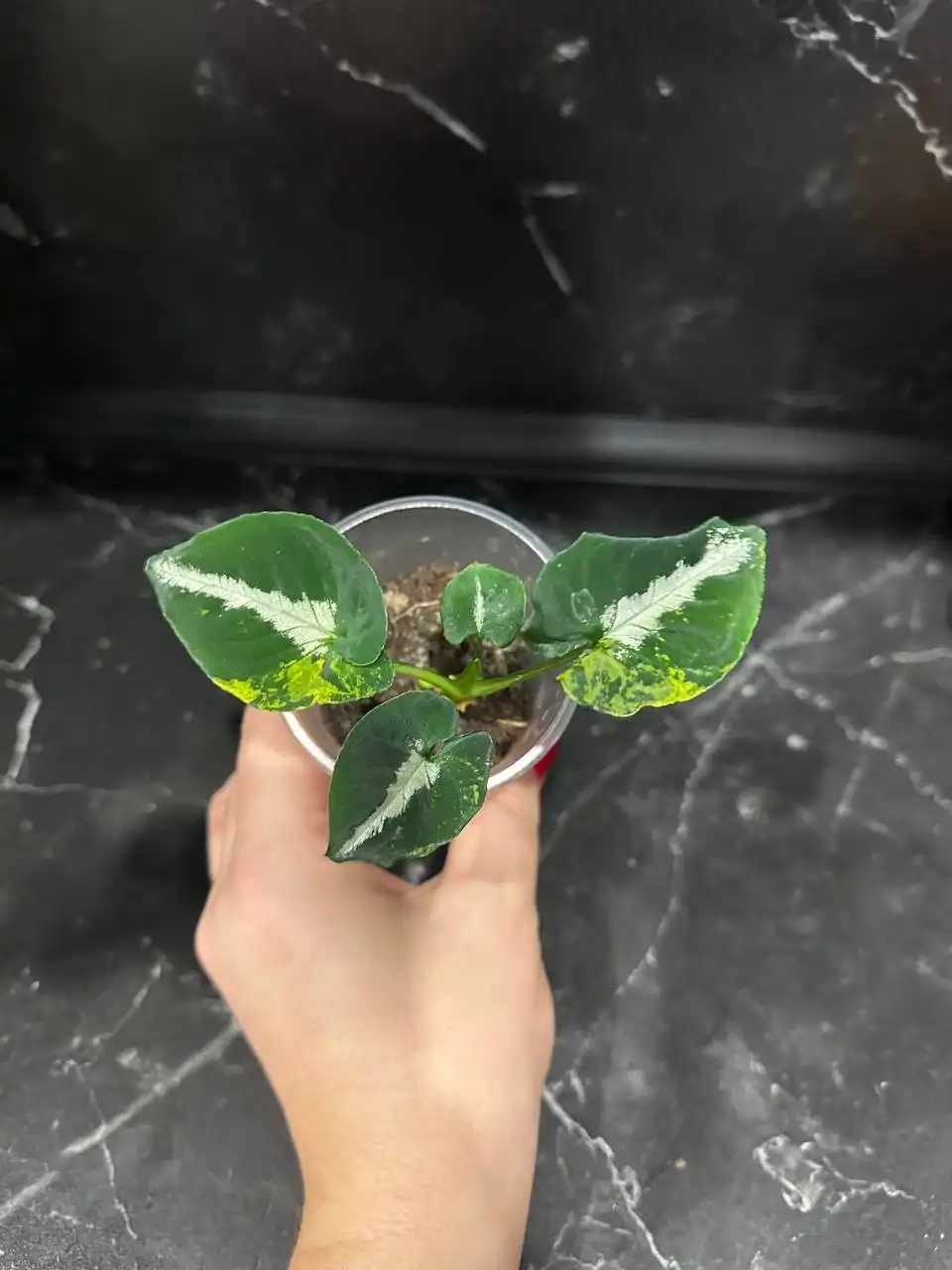 Продажа комнатных растений в Уфе