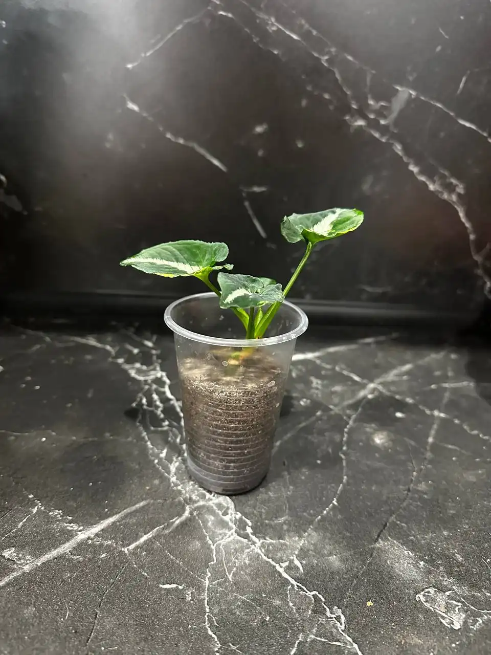 Продажа комнатных растений в Уфе