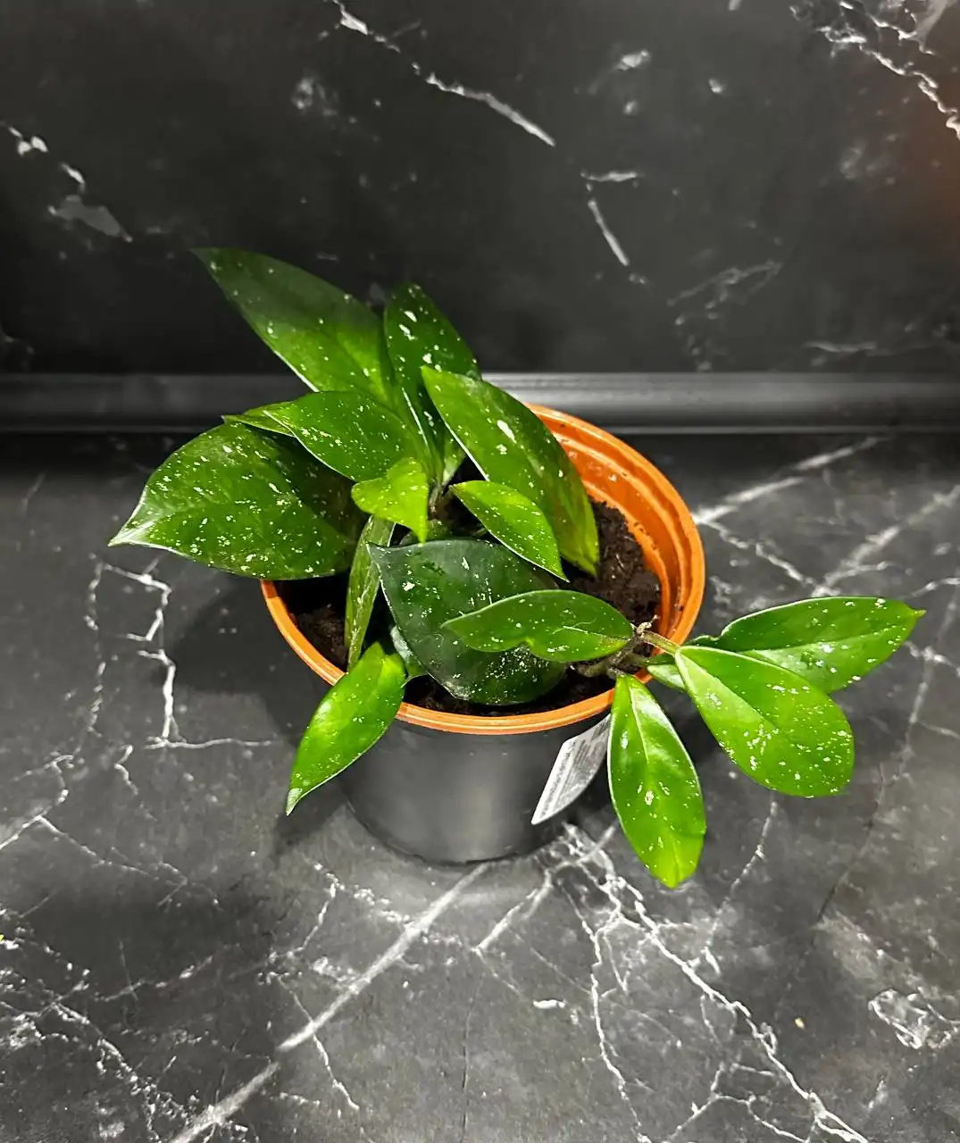 Продажа комнатных растений в Уфе