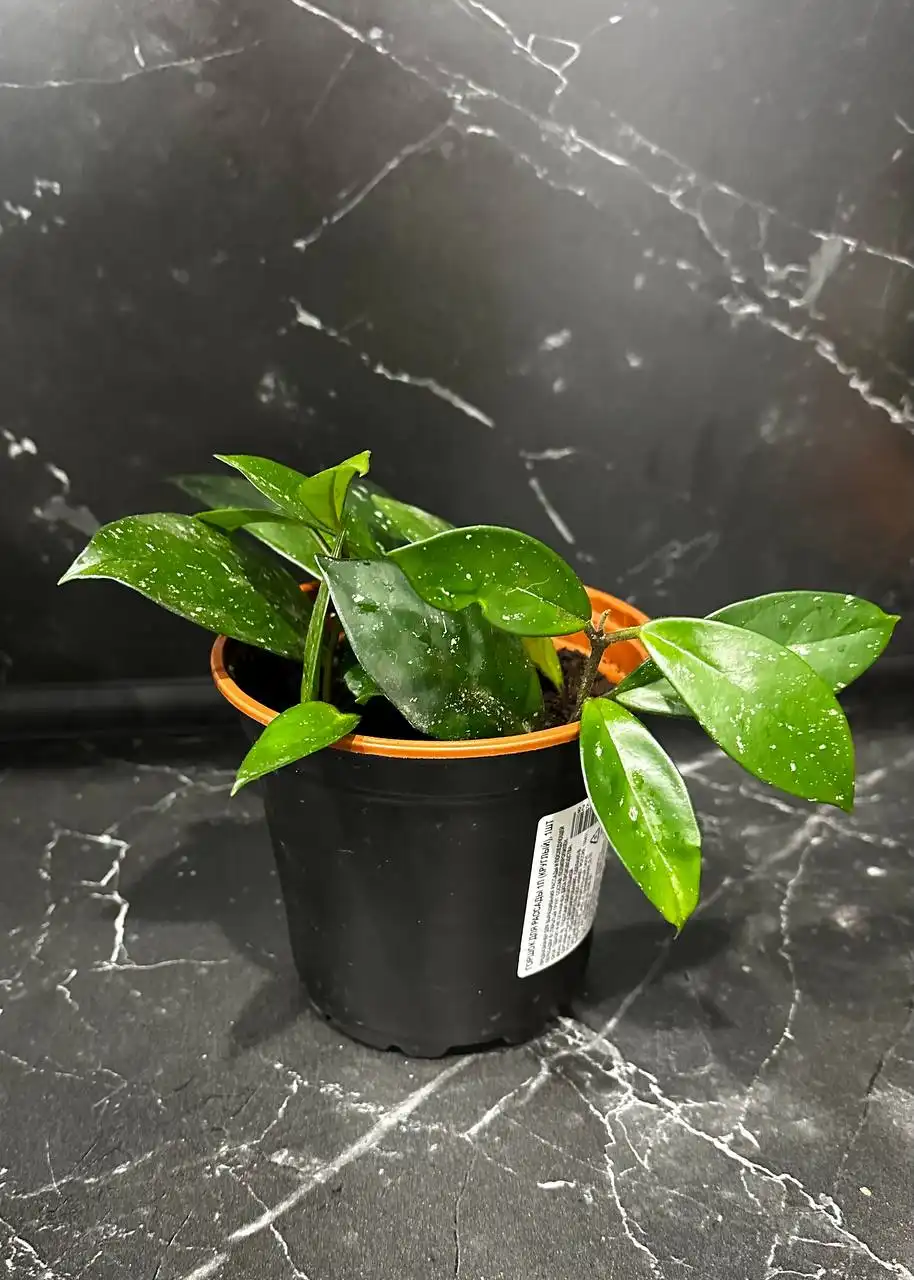 Продажа комнатных растений в Уфе