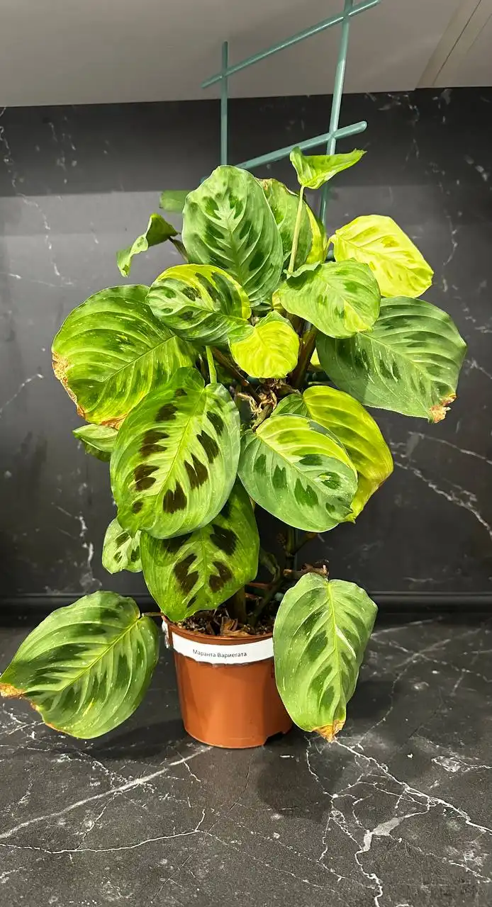 Продажа комнатных растений в Уфе