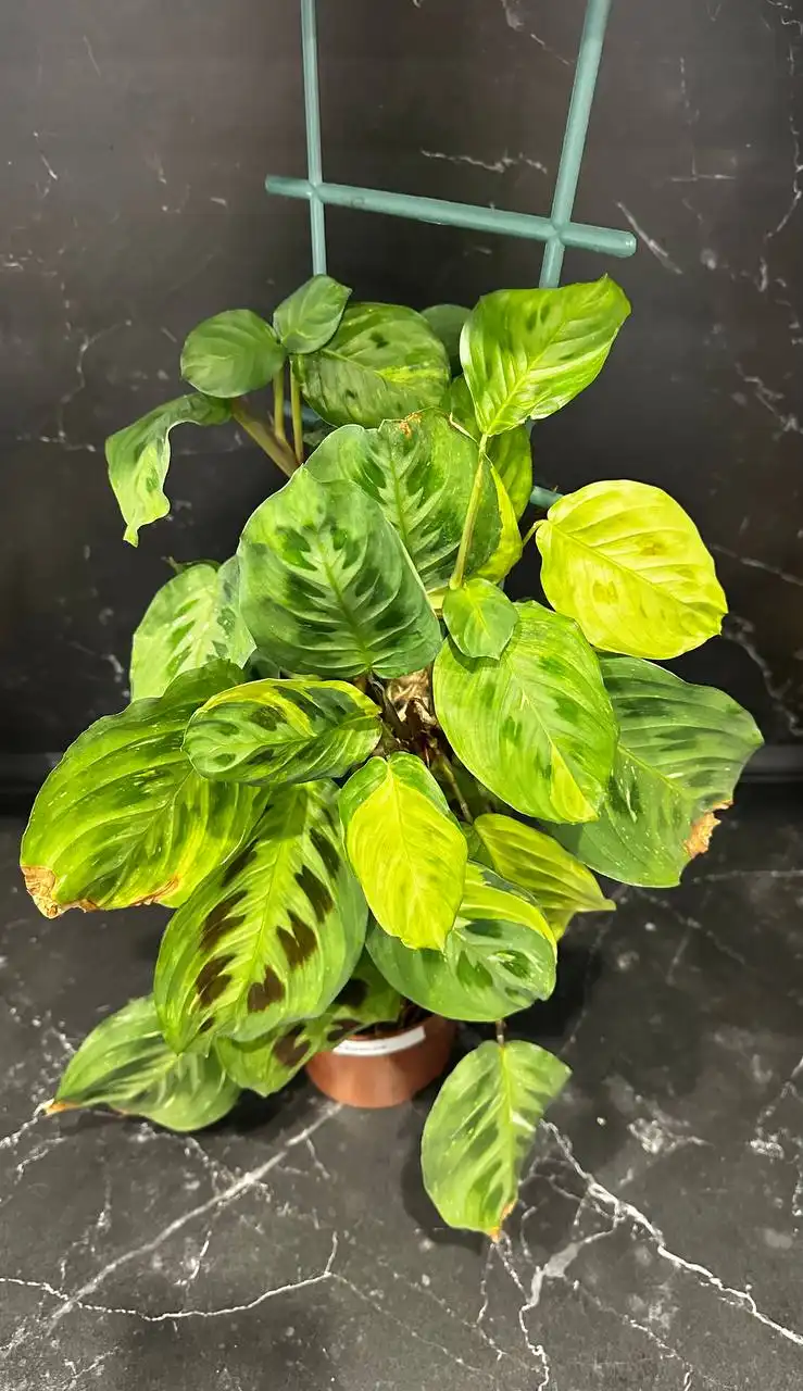 Продажа комнатных растений в Уфе