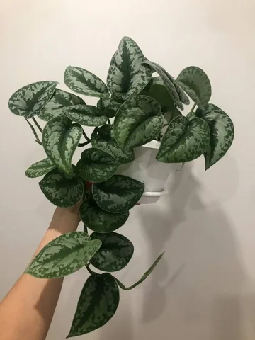 Сциндапсус пиктус треби - частное объявление в Уфа