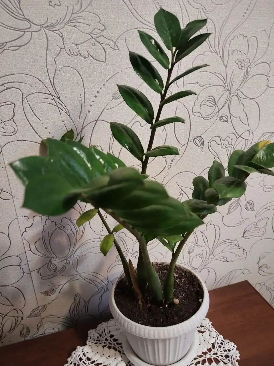 Замиокулькас на Айской улице