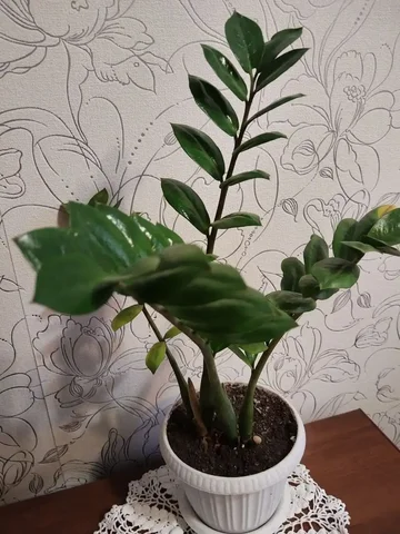 Замиокулькас на Айской улице - частное объявление в Уфа