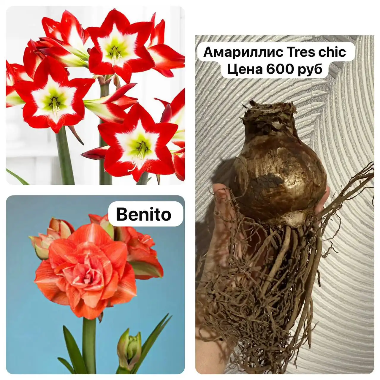 Растения с дачи в Таптыково