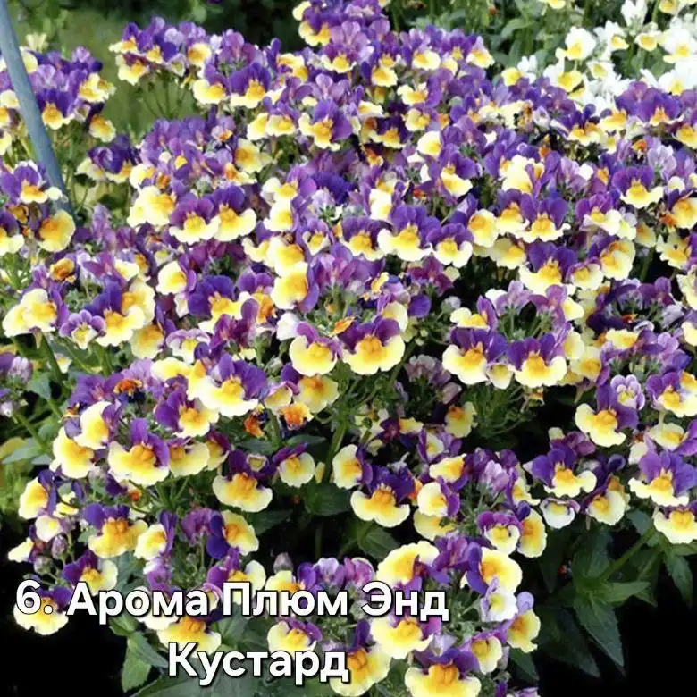 Саженцы немезий