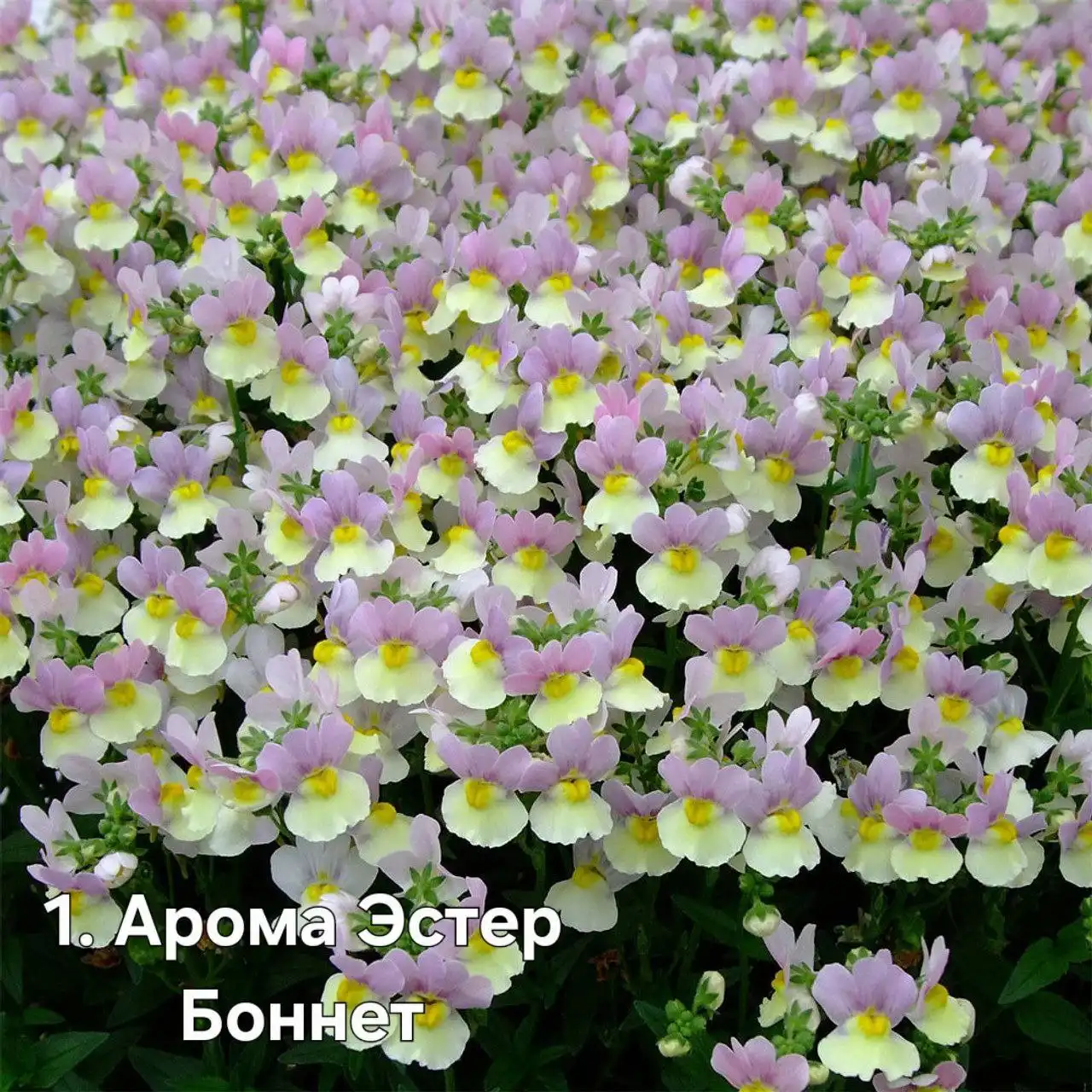 Саженцы немезий