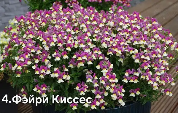 Саженцы немезий