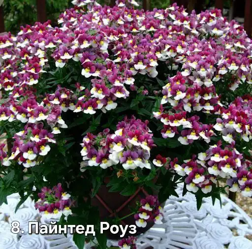 Саженцы немезий