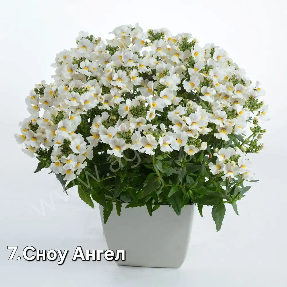 Саженцы немезий