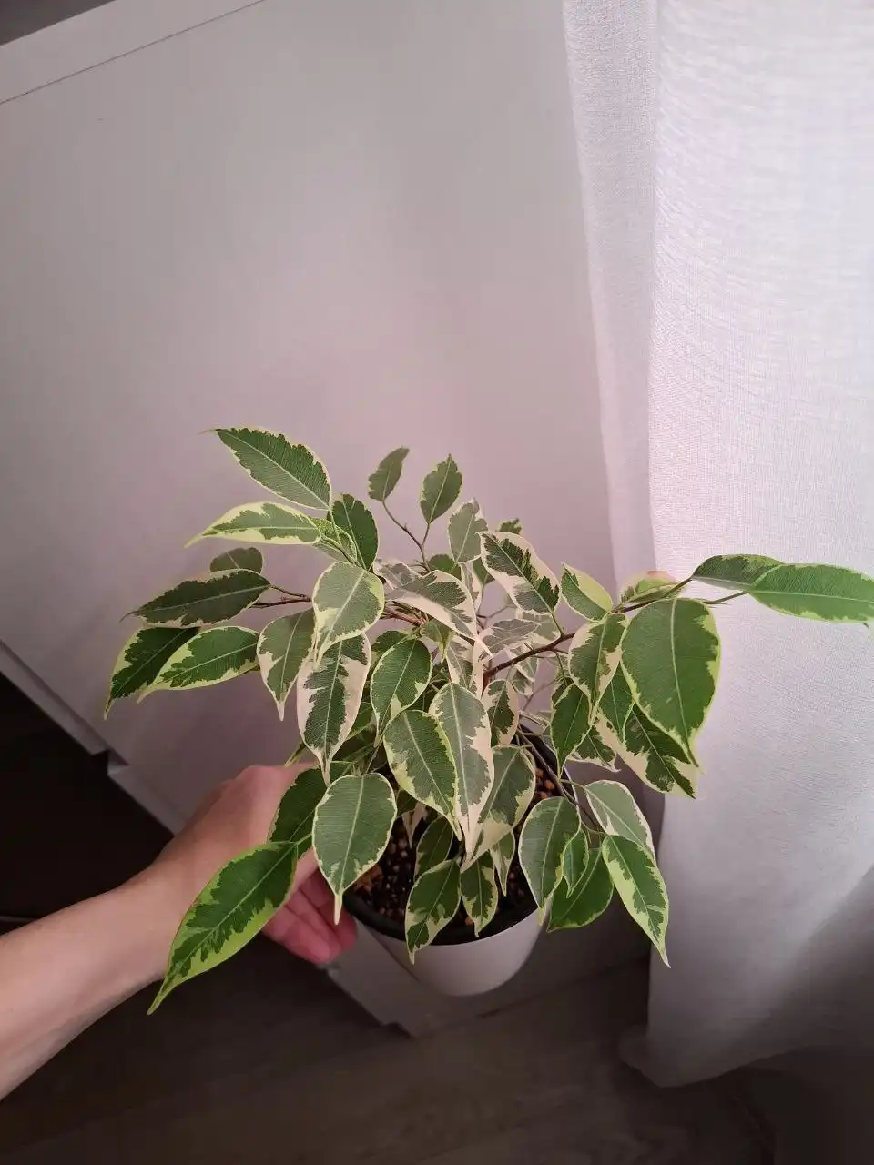 Фикус Николь 600 Денилайт