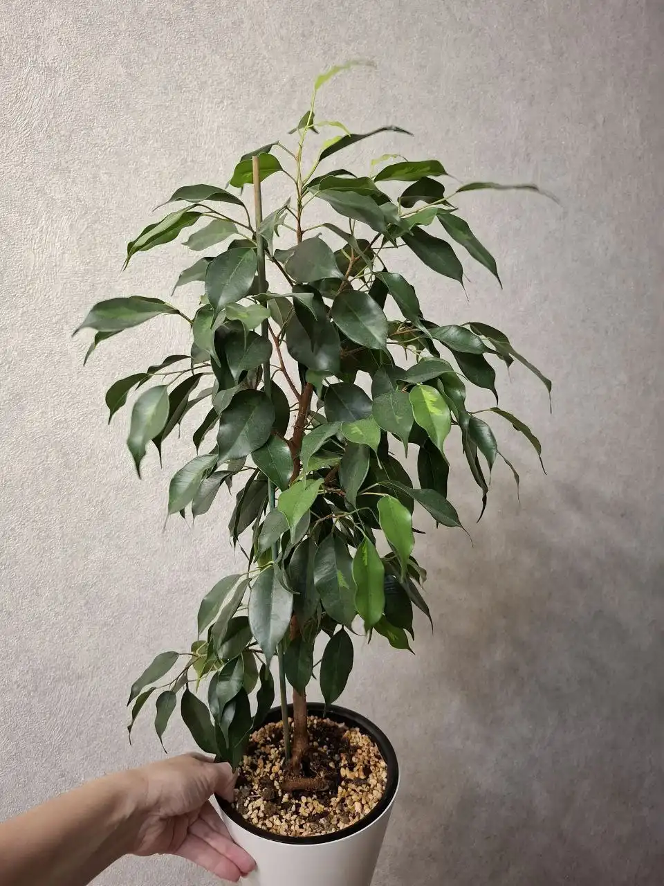 Фикус Николь 600 Денилайт