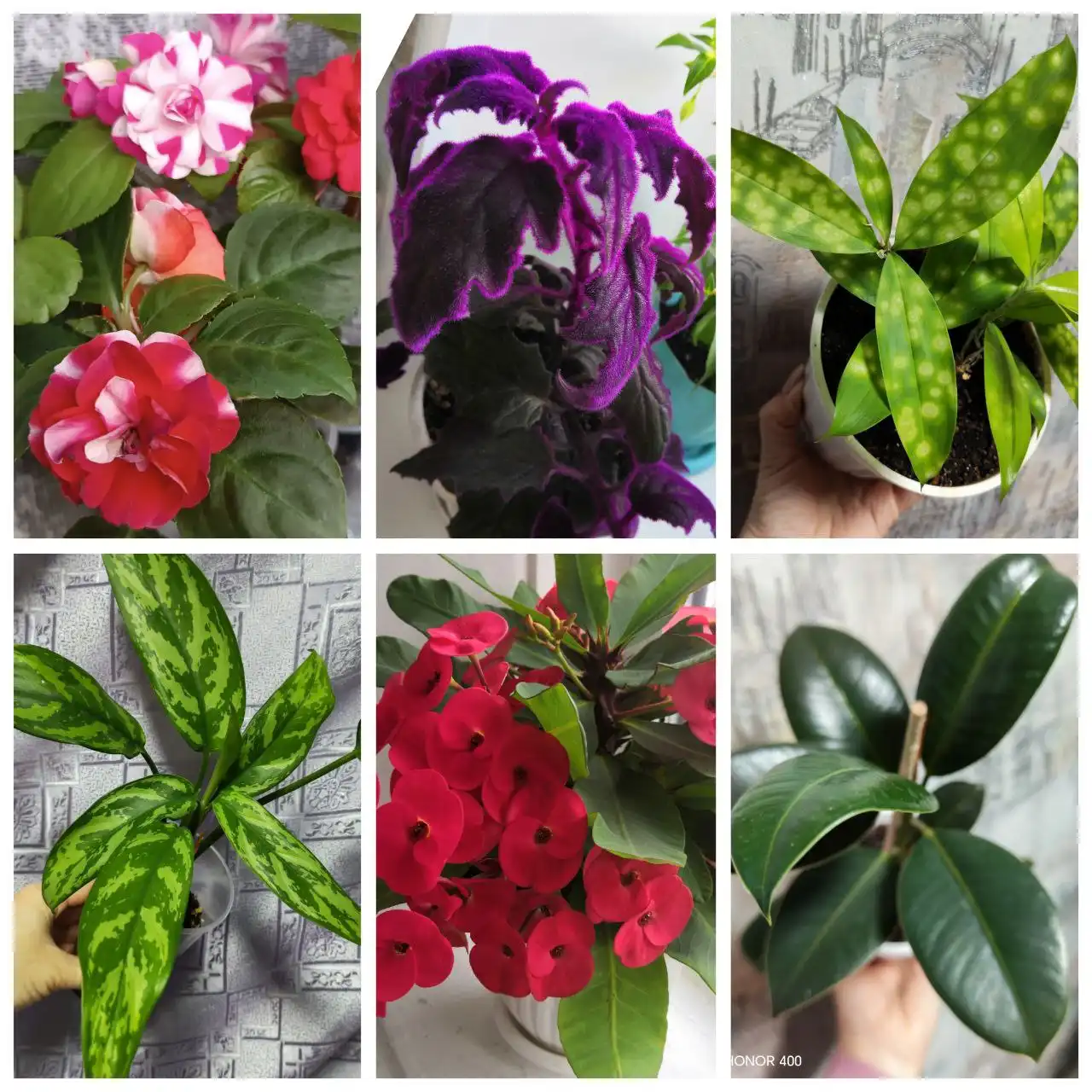 Продажа комнатных растений в Уфе