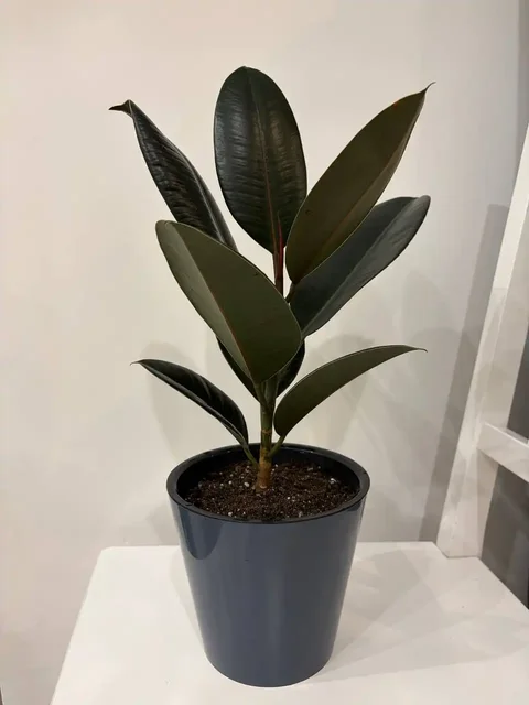 Фикус Абиджан в горшке 1,6 л - частное объявление в Уфа