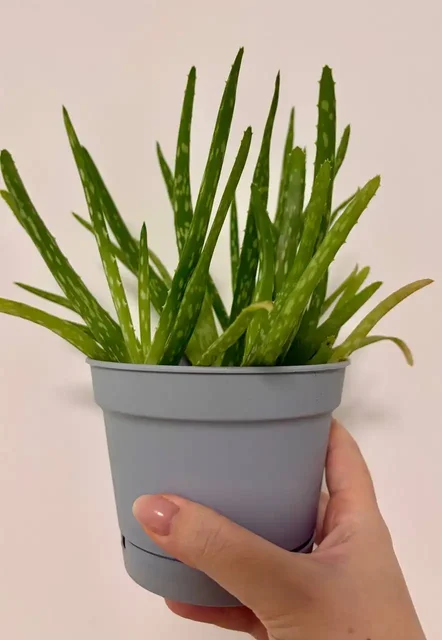 Растения алоэ в горшках 0,7 л - частное объявление в Уфа