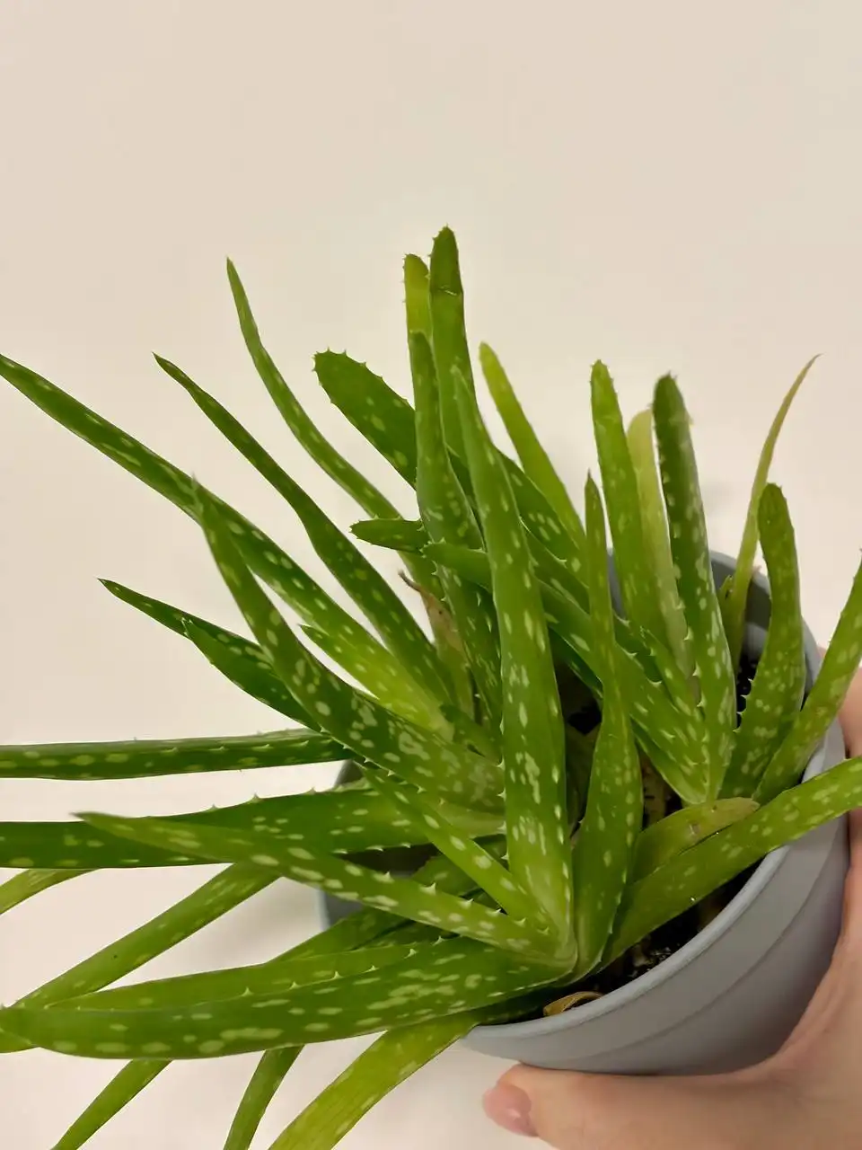 Растения алоэ в горшках 0,7 л