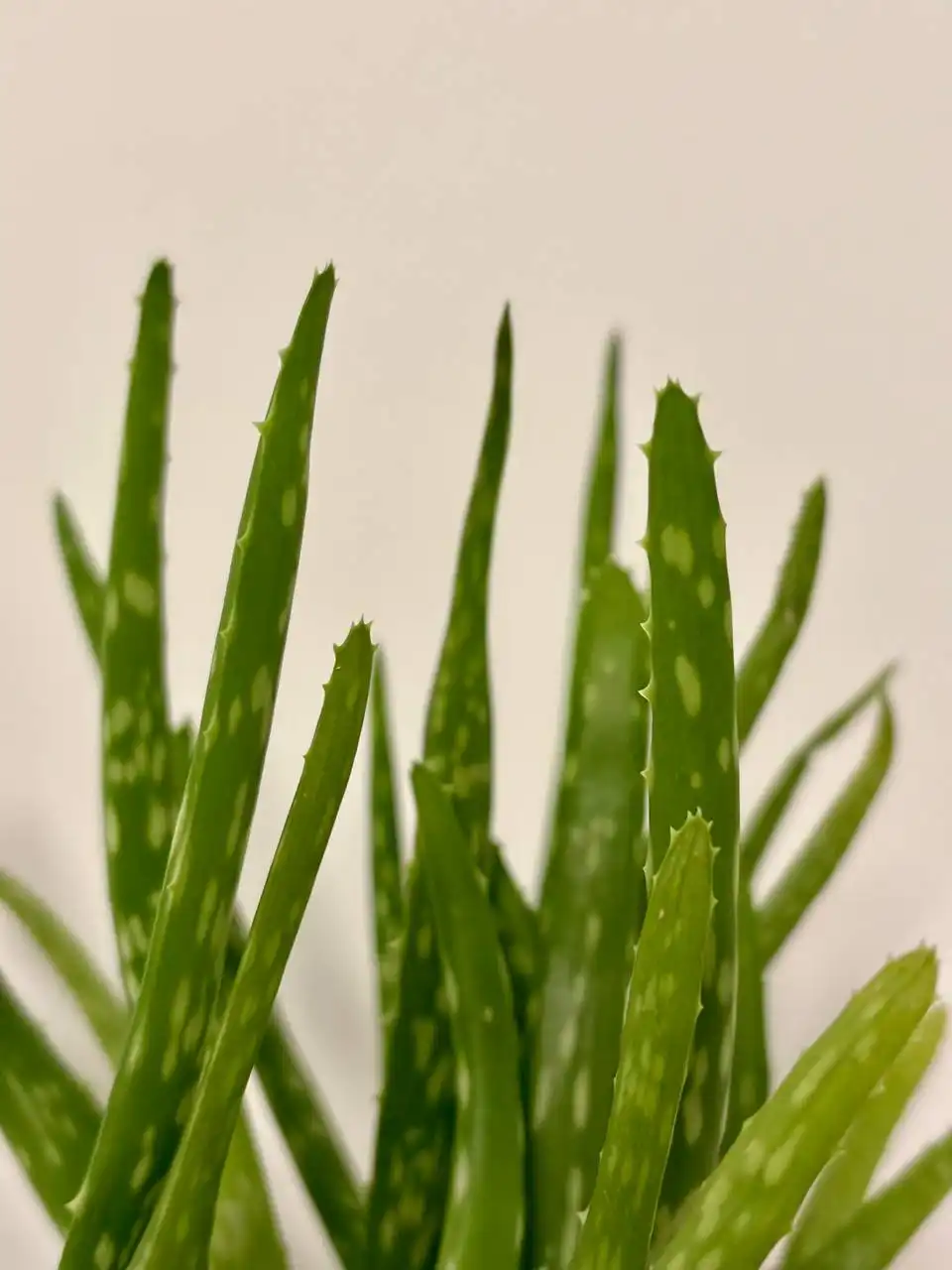 Растения алоэ в горшках 0,7 л