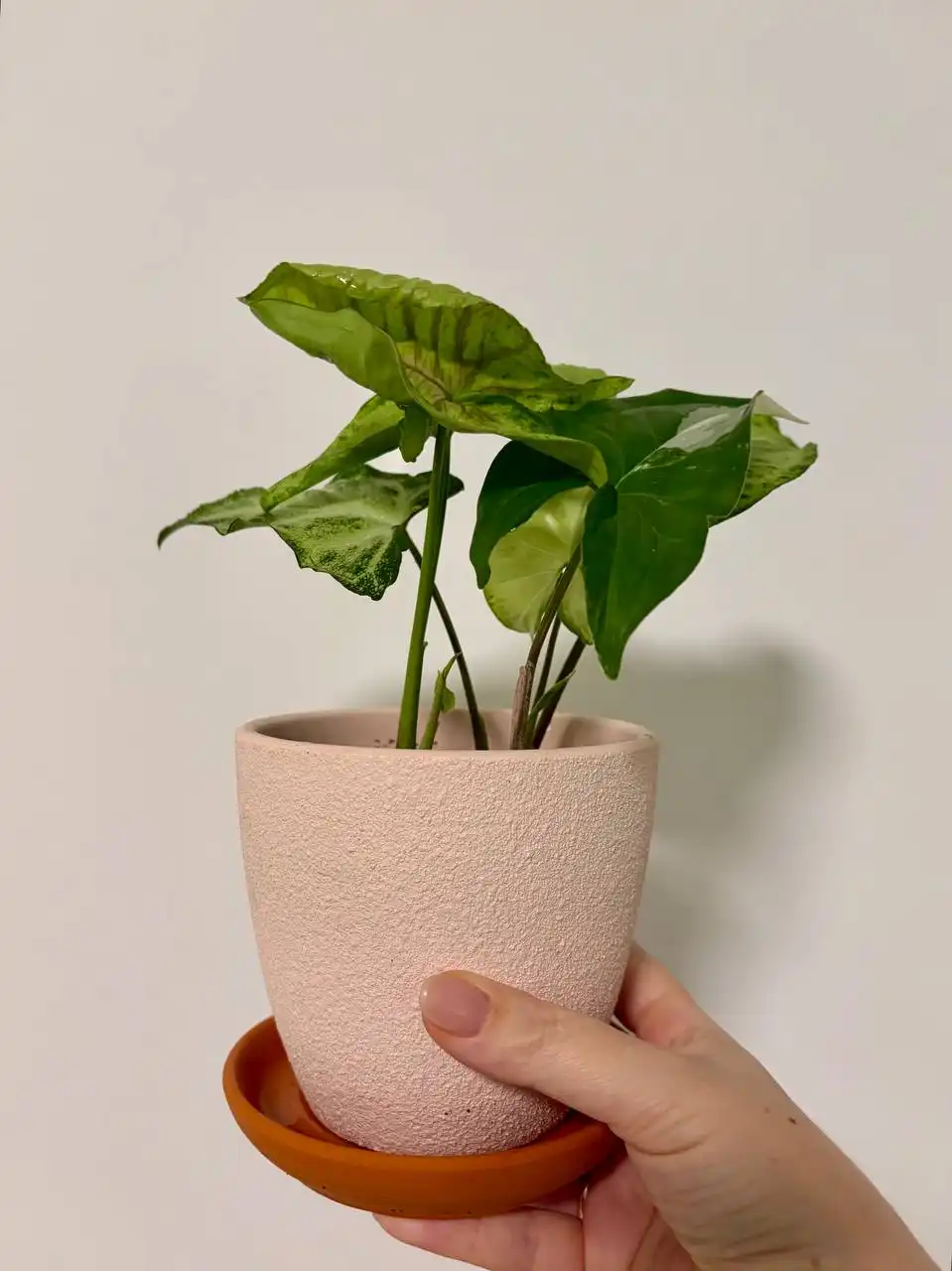 Три сорта сингониума в керамическом горшке