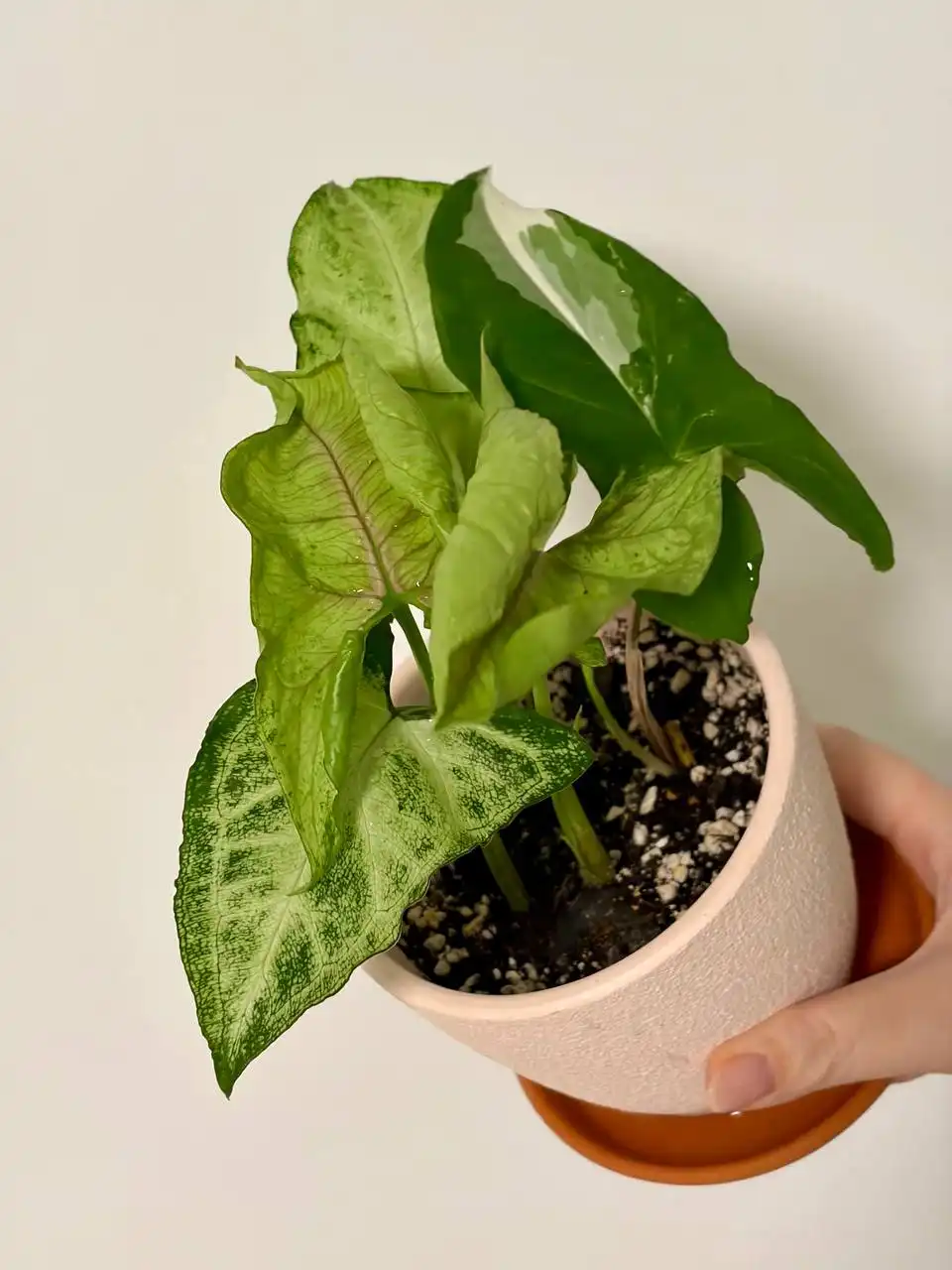 Три сорта сингониума в керамическом горшке