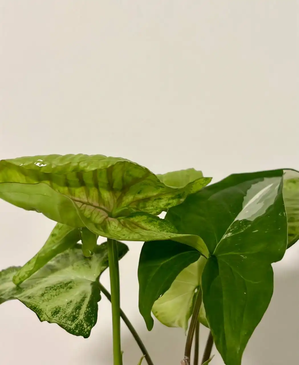 Три сорта сингониума в керамическом горшке