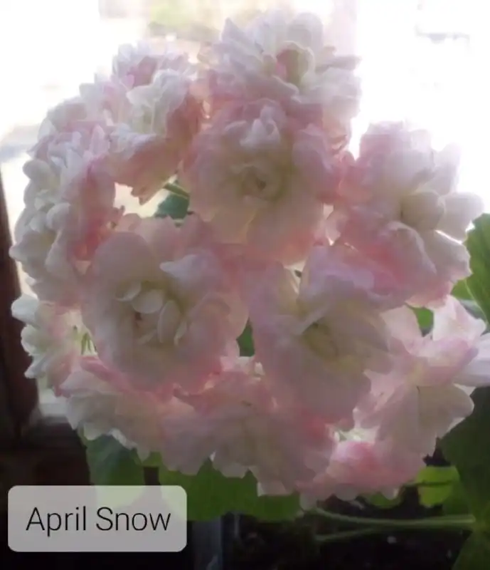 Укорененные черенки пеларгоний в Уфе