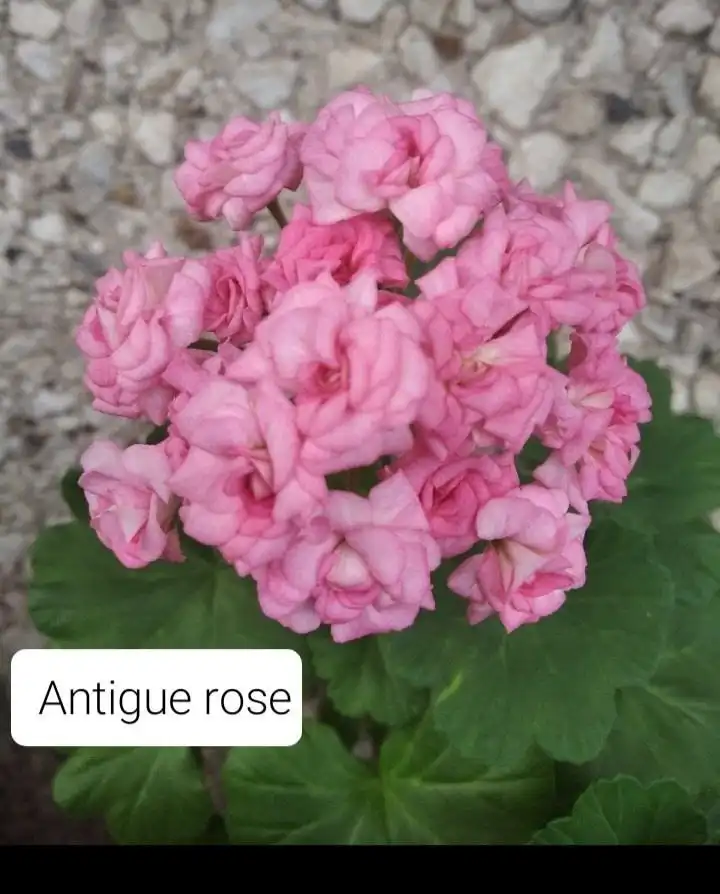 Укорененные черенки пеларгоний в Уфе