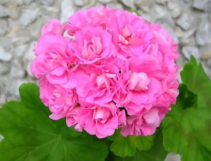 Укорененные черенки пеларгоний в Уфе