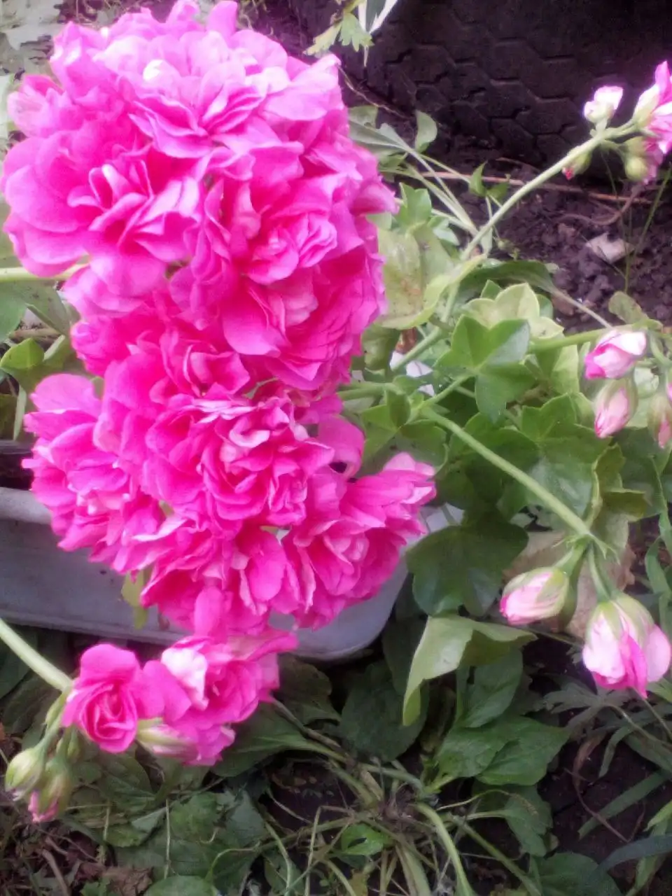 Укорененные черенки пеларгоний в Уфе