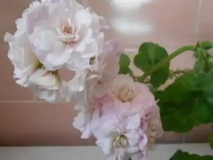 Укорененные черенки пеларгоний в Уфе