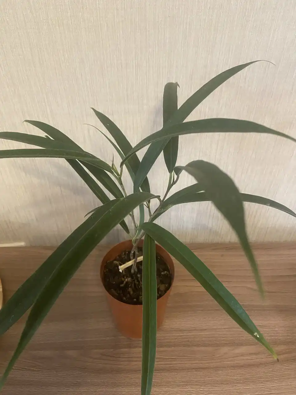 Фикус Али 2 растения