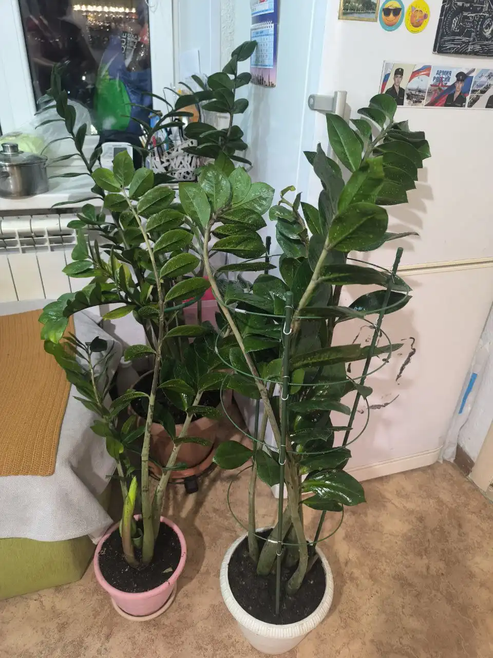 Продажа растений с маминой дачи в Уфе