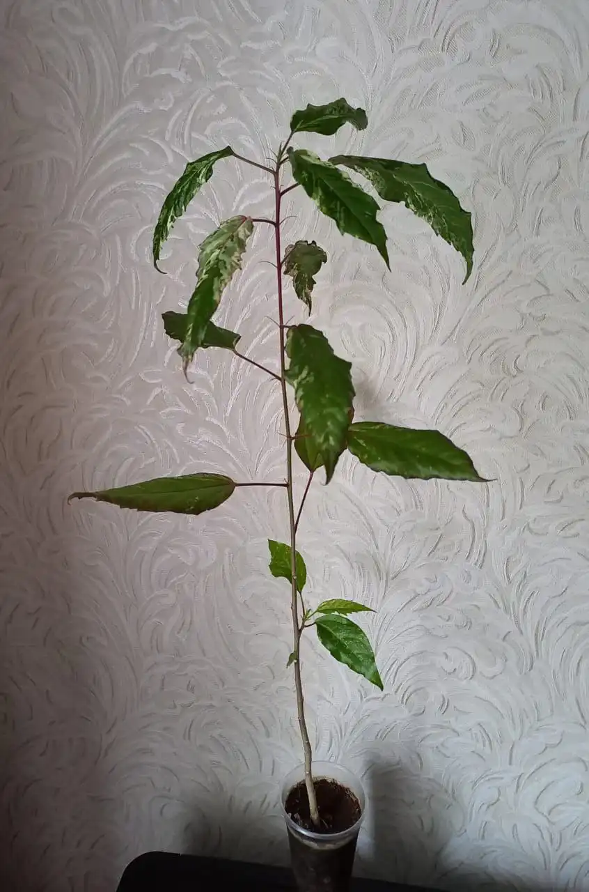 Гибискус пестролистный высотой 50 см