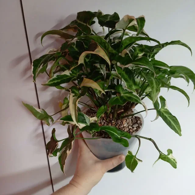 Сингониум три короля взрослое растение - частное объявление в Уфа