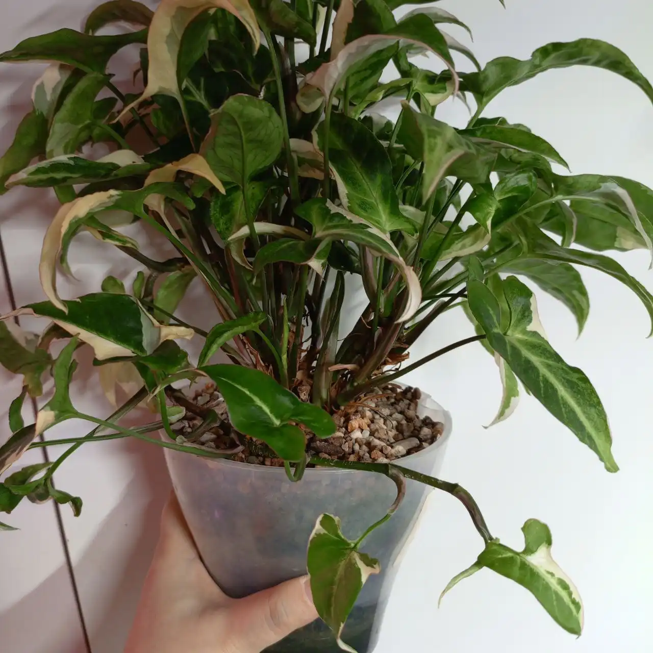 Сингониум три короля взрослое растение